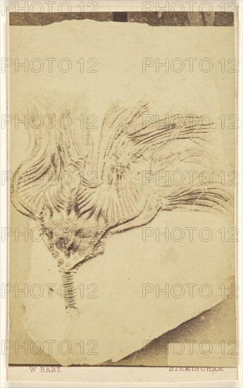 Fossil of a crinoid; William Hart, British, active Birmingham, England 1860s, 1865 - 1870; Albumen silver print