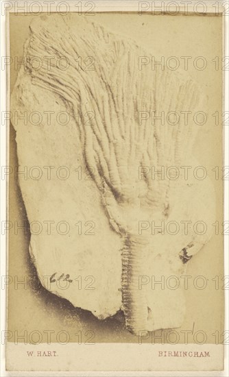 Fossil of a crinoid; William Hart, British, active Birmingham, England 1860s, 1865 - 1870; Albumen silver print