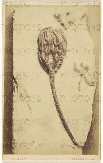 Fossil of a crinoid; William Hart, British, active Birmingham, England 1860s, 1865 - 1870; Albumen silver print