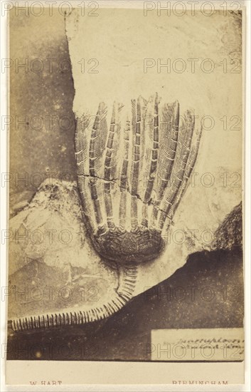 Fossil of a crinoid; William Hart, British, active Birmingham, England 1860s, 1865 - 1870; Albumen silver print