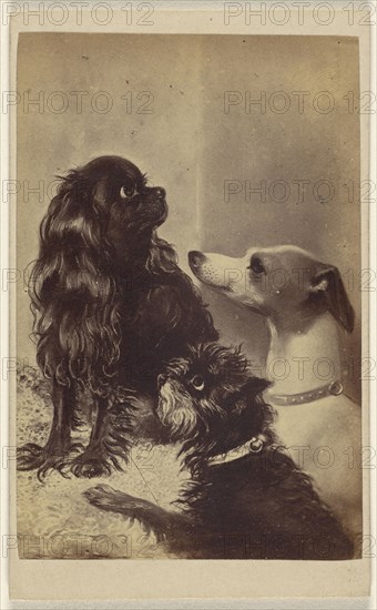 Floss, Daisy & Fairy; Dogs of Barroness sic McClifford. Painted by Mrs. Pointer; Henry Pointer, British, 1822 - 1889)