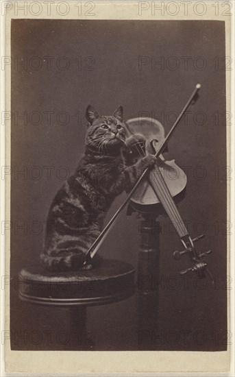 Cat on a stool playing a violin; Henry Pointer, British, 1822 - 1889, March 1872; Albumen silver print