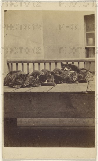 The Brighton Cats: nine cats asleep on a porch; Henry Pointer, British, 1822 - 1889, about 1872; Albumen silver print