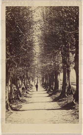 man walking down a tree-lined path, possibly at Torquay; Ward & Company; 1865 - 1870; Albumen silver print