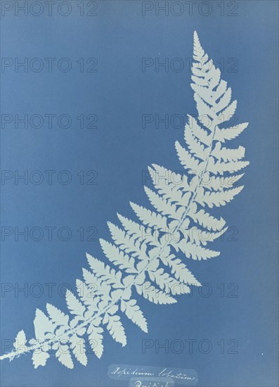 Aspidium lobatum, British; Anna Atkins, British, 1799 - 1871, England; 1853; Cyanotype; 25.4 × 19.4 cm 10 × 7 5,8 in