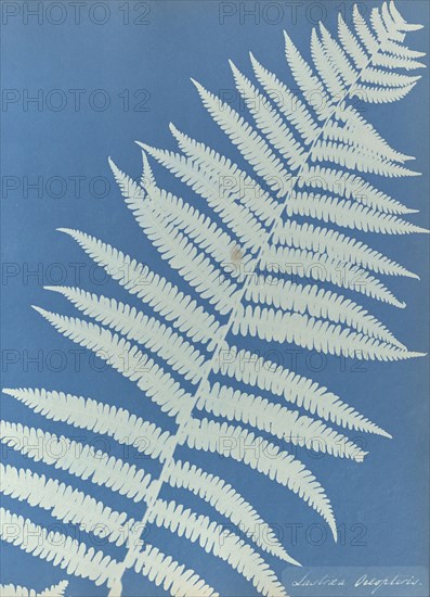 Lastrea oreopteris; Anna Atkins, British, 1799 - 1871, England; 1853; Cyanotype; 25.4 × 19.4 cm 10 × 7 5,8 in