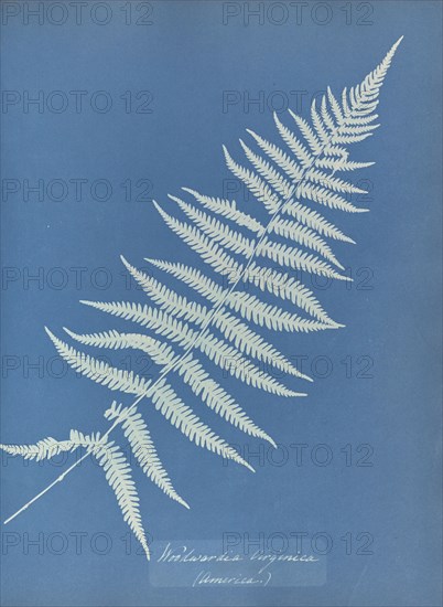 Woodwardia virginica, America; Anna Atkins, British, 1799 - 1871, England; 1853; Cyanotype; 25.4 × 19.4 cm 10 × 7 5,8 in