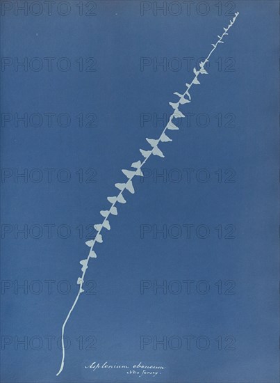 Asplenium ebenum, New Jersey; Anna Atkins, British, 1799 - 1871, England; 1853; Cyanotype; 25.4 × 19.4 cm 10 × 7 5,8 in