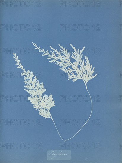 Ceylon, Sri Lanka, Anna Atkins, British, 1799 - 1871, England; 1853; Cyanotype; 25.4 × 19.4 cm 10 × 7 5,8 in