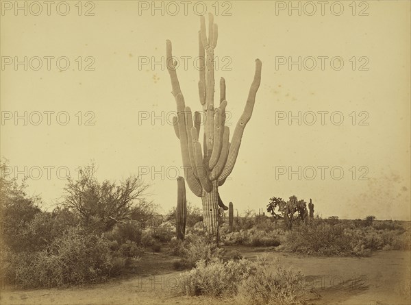 Cereus Gigantus, S.P.R.R., Arizona; Carleton Watkins, American, 1829 - 1916, Arizona, United States; about 1880; Albumen silver