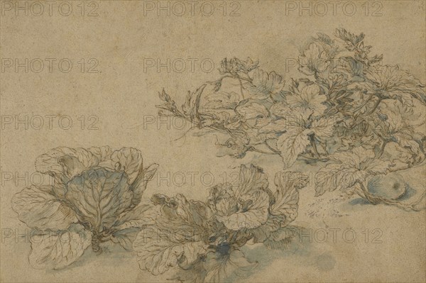 Studies of a Marrow Plant and Cabbages; Abraham Bloemaert, Dutch, 1564 - 1651, about 1605 - 1614; Pen and brown ink, blue wash