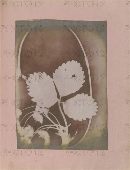 Plant Branch with Leaves and Flowers; British, active India about 1843; India; 1843 - 1845; Photogenic drawing; 17.3 x 12.2 cm