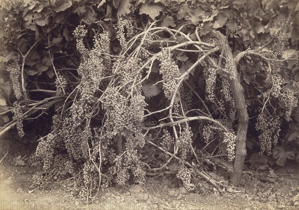 Thompson's Seedless Grapes; Carleton Watkins, American, 1829 - 1916, California, Kern, United States; 1880; Albumen silver
