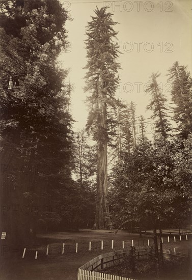 Giant Redwood, Santa Cruz; Carleton Watkins, American, 1829 - 1916, Santa Cruz, California, United States; 1880s; Albumen