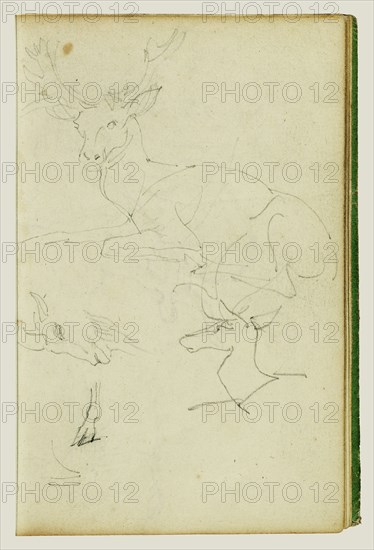 Studies of a Seated Stag, a Fawn, and a Goat Head; Théodore Géricault, French, 1791 - 1824, 1812 - 1814; Graphite; 15.2 x 10.6