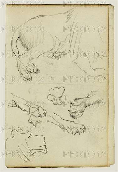 Various Studies of Lion Leg, Paws and Head; Théodore Géricault, French, 1791 - 1824, 1812 - 1814; Graphite; 15.2 x 10.6 cm