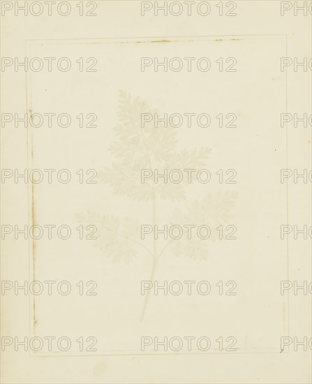 Leaf of a Plant; William Henry Fox Talbot, English, 1800 - 1877, Reading, England; 1844; Salted paper print from a paper