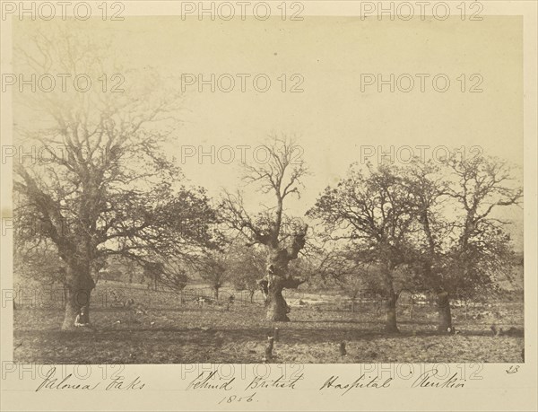 Valonea Oaks behind British Hospital Renkioi; John Kirk, Scottish, 1832 - 1922, Renkioi, Turkey; 1856; Albumen silver print
