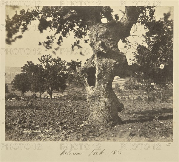 Valonea Oak, Renkioi; John Kirk, Scottish, 1832 - 1922, Renkioi, Turkey; 1856; Albumen silver print