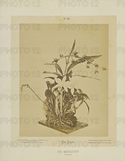 Un Bouquet; Albert Frisch, German, 1840 - 1918, Brazil; about 1867; Albumen silver print