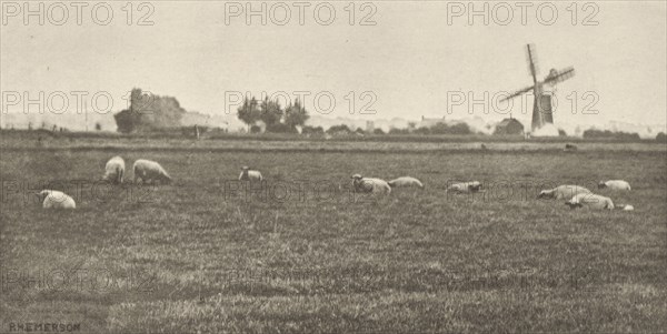 A Grey Day Pastoral; Peter Henry Emerson, British, born Cuba, 1856 - 1936, London, England; 1887; Photogravure; 8.1 x 16.4 cm