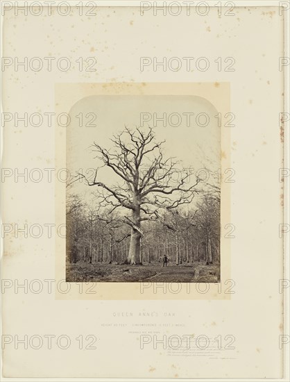 Queen Anne's Oak; James Sinclair, fourteenth earl of Caithness, British, 1821 - 1881, William Bambridge British, 1819 - 1879