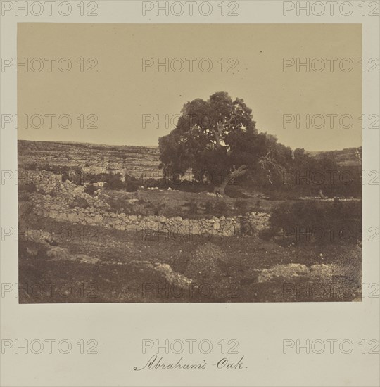 Abraham's Oak; Reverend George Wilson Bridges, English, born Australia, 1788 - 1863, Jerusalem, Israel, Palestine, about 1850