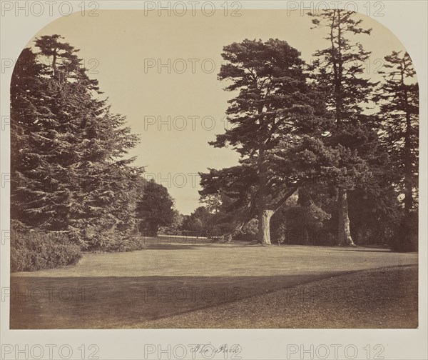The Park; Great Britain; about 1865; Albumen silver print
