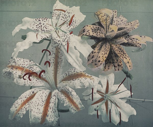 Lily; Kazumasa Ogawa, Japanese, 1860 - 1929, Yokohama, Japan; 1896; Hand-colored collotype; 23.2 x 27.6 cm