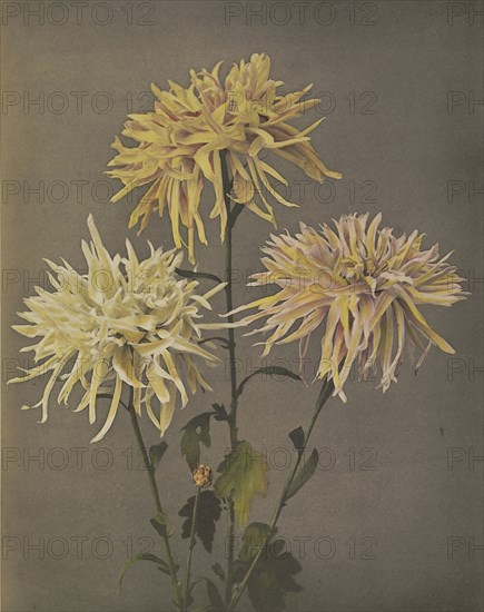 Imo-se-yama; Kazumasa Ogawa, Japanese, 1860 - 1929, Yokohama, Japan; 1896; Hand-colored collotype