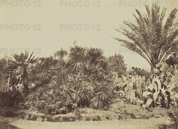 Garden on Monte Pincio, Rome; Mrs. Jane St. John, British, 1803 - 1882, Rome, Italy; 1856 - 1859; Albumen silver print