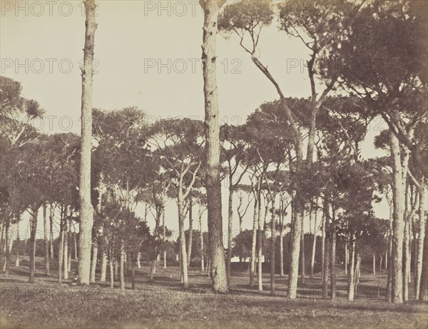 Stone Pine Grove, Villa Pamfili Doria, Rome; Mrs. Jane St. John, British, 1803 - 1882, Rome, Italy; 1856 - 1859; Albumen silver