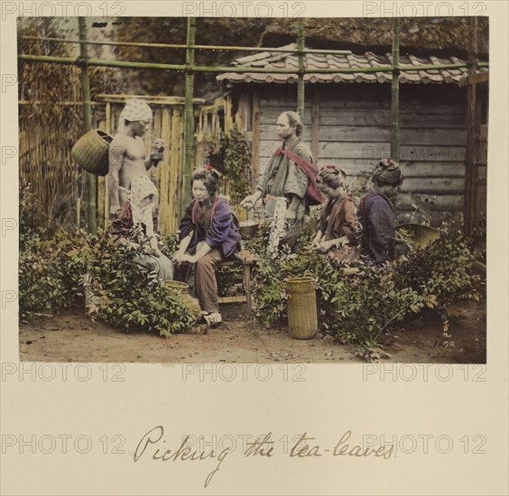 Picking the Tea Leaves; Shinichi Suzuki, Japanese, 1835 - 1919, Japan; about 1873 - 1883; Hand-colored Albumen silver print