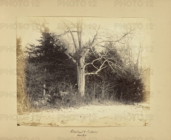 Chestnut and Cedars - Winter; Thomas E. Jevons, American, born England, 1841 - 1919, New York, New York, United States