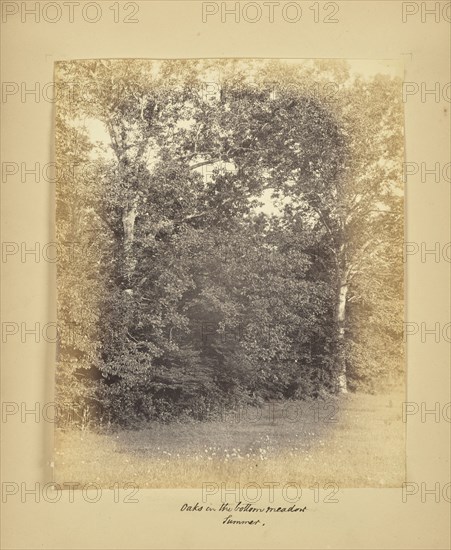 Oaks in the Bottom Meadow - Summer; Possibly Alfred Booth, English, 1834 - 1914, and Thomas E. Jevons, American, born England