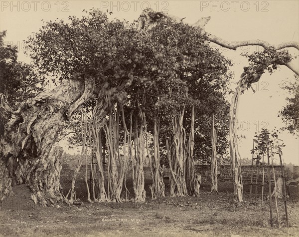 Banian Tree; The Colombo Apothecaries Co., Ltd., Sri Lankan, about 1880 - 1920s, Sri Lanka; after 1892; Albumen silver print