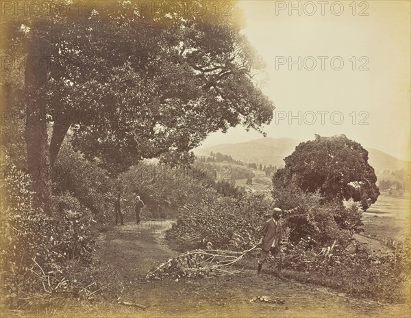 View in Ooty from a r.d. sic near Dr. Sayers; Willoughby Wallace Hooper, English, 1837 - 1912, Ooty, India, Asia; 1873; Albumen