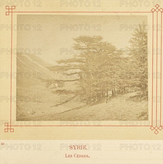 Les Cèdres; Félix Bonfils, French, 1831 - 1885, Alais, France; about 1878; Albumen silver print