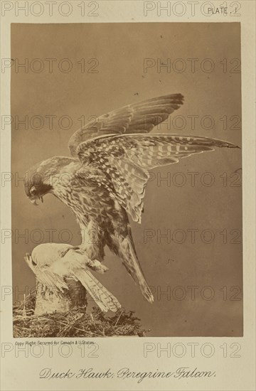 Duck Hawk; Peregrine Falcon; William Notman, Canadian, born Scotland, 1826 - 1891, Montreal, Québec, Canada; 1876; Albumen