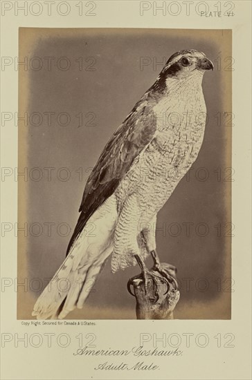 American Goshawk, Adult Male; William Notman, Canadian, born Scotland, 1826 - 1891, Montreal, Québec, Canada; 1876; Albumen