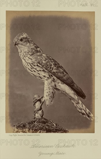 American Goshawk, Young Male; William Notman, Canadian, born Scotland, 1826 - 1891, Montreal, Québec, Canada; 1876; Albumen