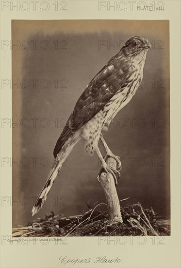 Cooper's Hawk; William Notman, Canadian, born Scotland, 1826 - 1891, Montreal, Québec, Canada; 1876; Albumen silver print