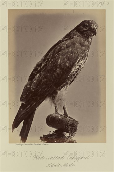 Red-tailed Buzzard, Adult Male; William Notman, Canadian, born Scotland, 1826 - 1891, Montreal, Québec, Canada; 1876; Albumen