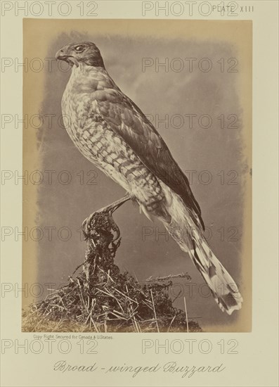 Broad-winged Buzzard; William Notman, Canadian, born Scotland, 1826 - 1891, Montreal, Québec, Canada; 1876; Albumen silver