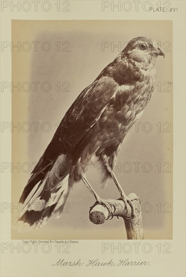 Marsh Hawk; Harrier; William Notman, Canadian, born Scotland, 1826 - 1891, Montreal, Québec, Canada; 1876; Albumen silver print