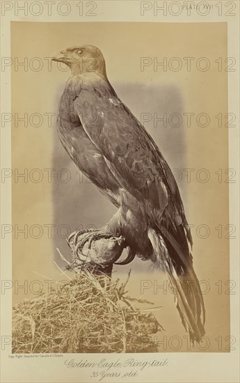 Golden Eagle, Ring-tail. 35 Years old; William Notman, Canadian, born Scotland, 1826 - 1891, Montreal, Québec, Canada; 1876