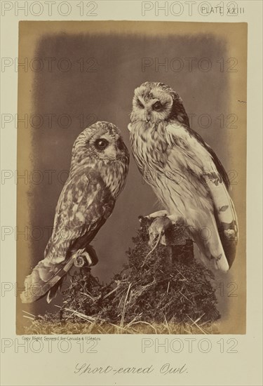 Short-eared Owl; William Notman, Canadian, born Scotland, 1826 - 1891, Montreal, Québec, Canada; 1876; Albumen silver print