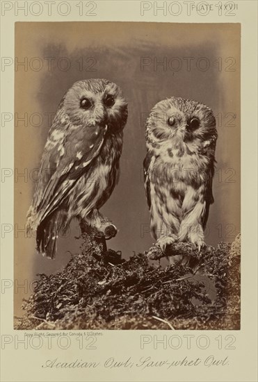 Acadian Owl; Saw-whet Owl; William Notman, Canadian, born Scotland, 1826 - 1891, Montreal, Québec, Canada; 1876; Albumen silver