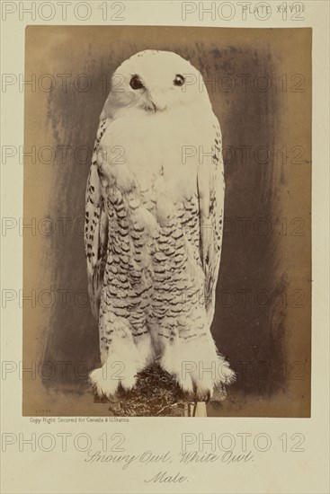 Snowy Owl, White Owl. Male; William Notman, Canadian, born Scotland, 1826 - 1891, Montreal, Québec, Canada; 1876; Albumen