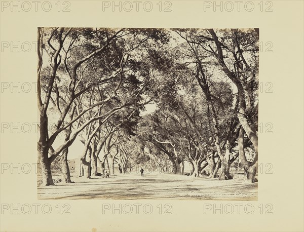 Caire, Allée de Choubra; Félix Bonfils, French, 1831 - 1885, 1870s; Albumen silver print